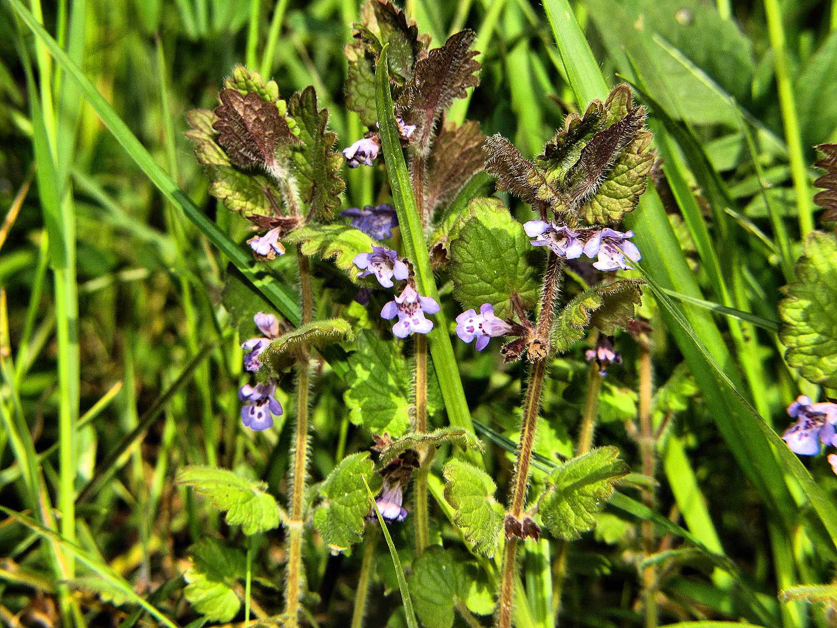 fioriture...di primavera